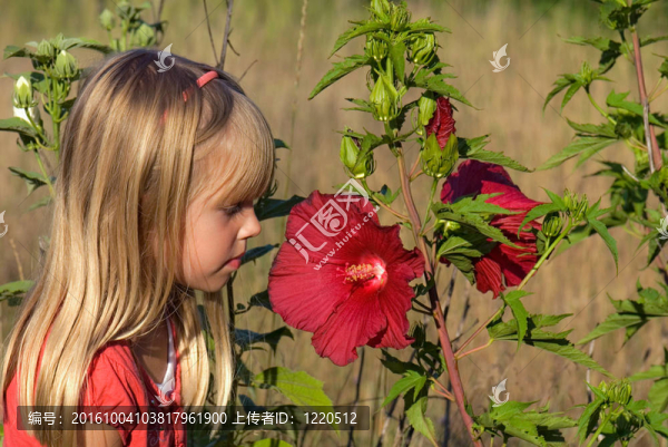 美人花