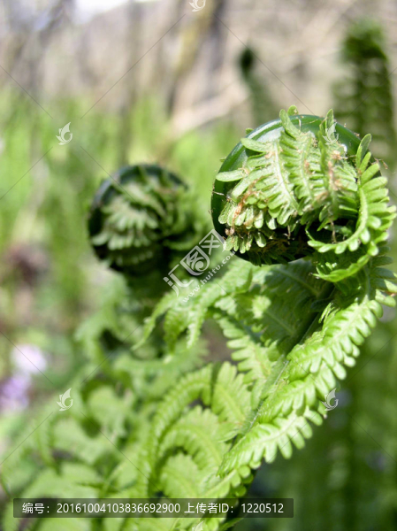 新鮮的蕨類植物的葉子