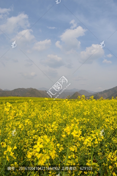 油菜花開