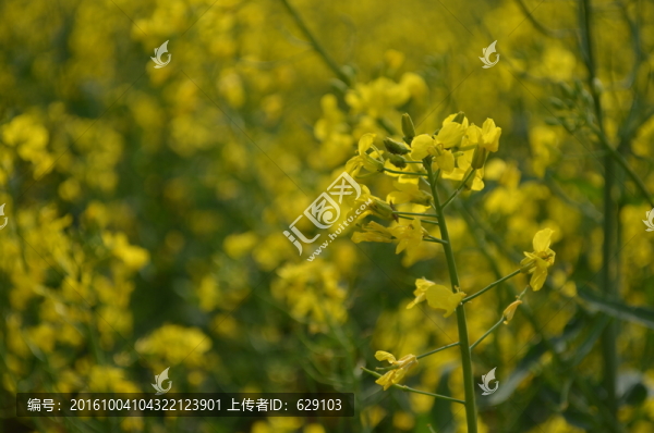 油菜花