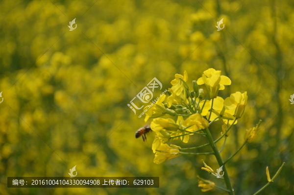 油菜花