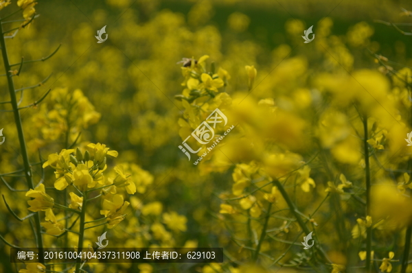 油菜花
