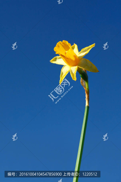 水仙花2