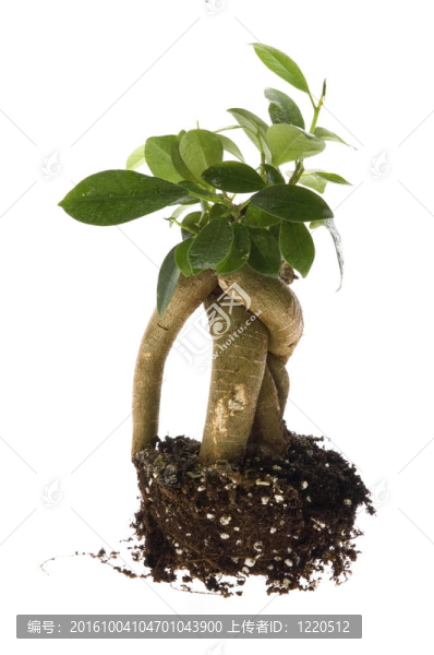 生長在土壤中的盆景樹