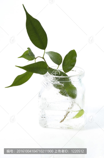 水中的年輕植物