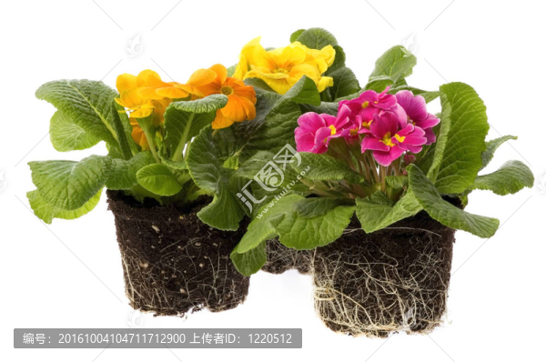 帶根系統(tǒng)的春季花卉
