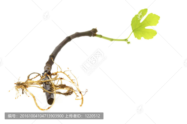 帶有根系的嬰兒植物。圖