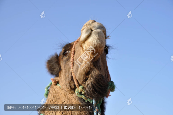 Sahara摩洛哥駱駝的肖像；