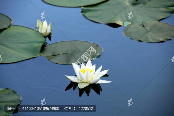 白色的睡蓮