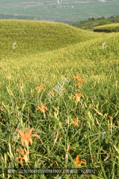 美麗的老虎百合農(nóng)場