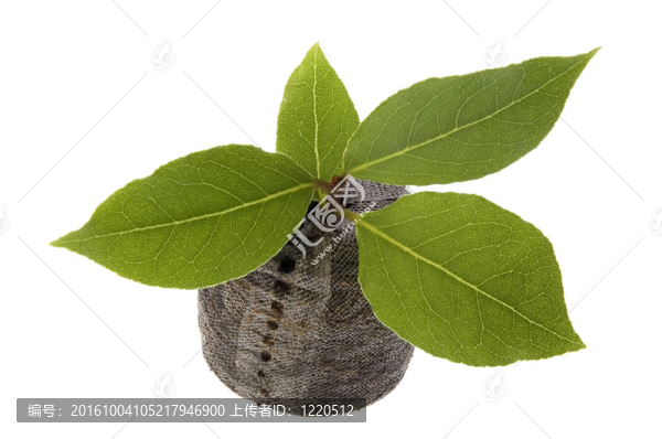 新鮮的香草。月桂樹葉