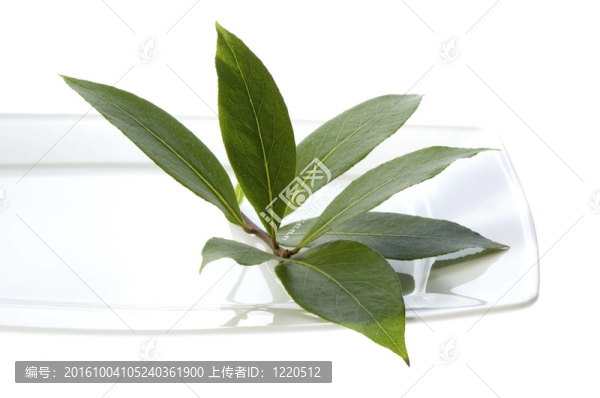 新鮮的香草。月桂樹葉