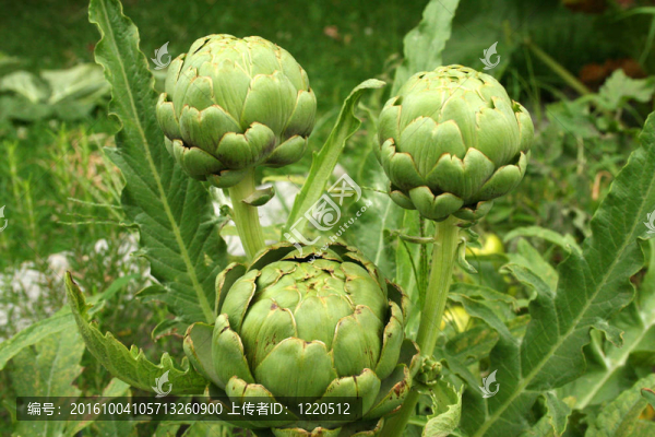 朝鮮薊在席家花園