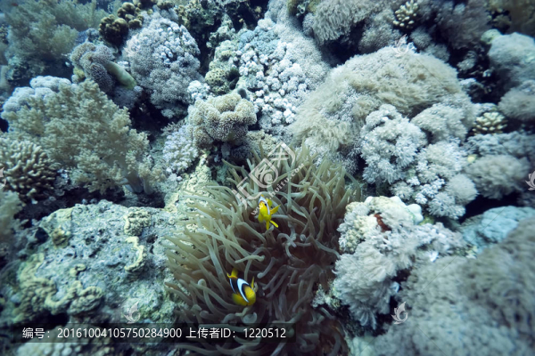 ?？蜕汉? title=