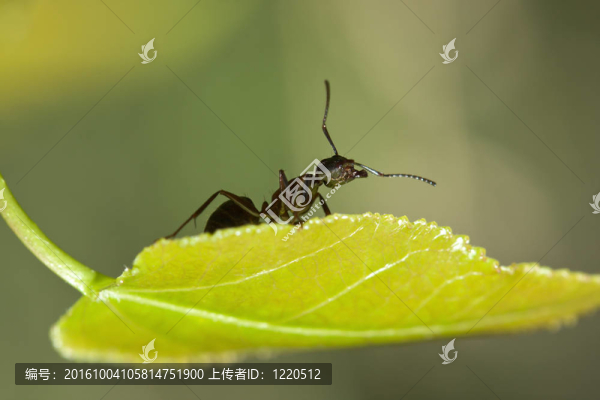 樹葉上的黑螞蟻