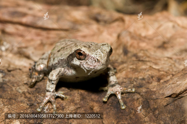應(yīng)付Gray,Tree,frog