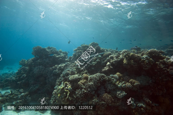 珊瑚和魚