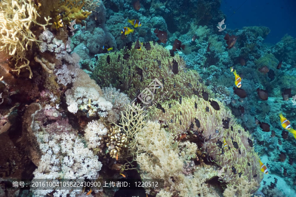 珊瑚和魚(yú)