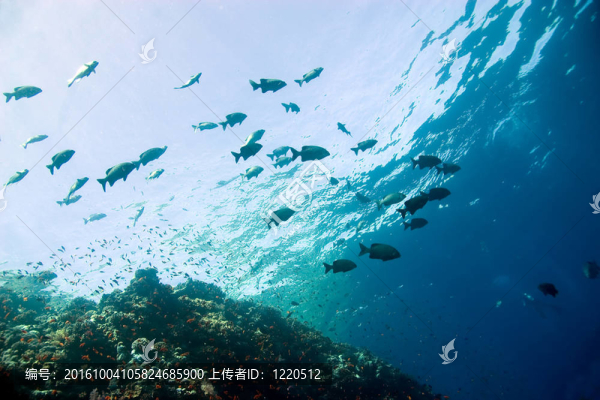珊瑚和魚