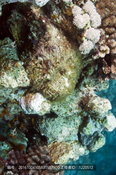 珊瑚和石魚