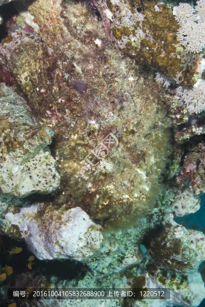 珊瑚和石魚