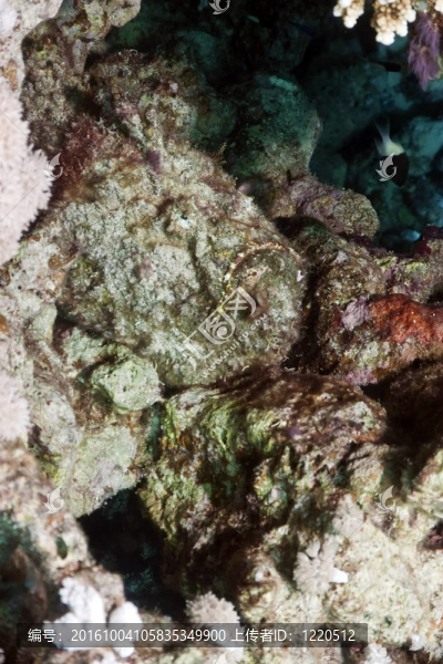 珊瑚和石魚