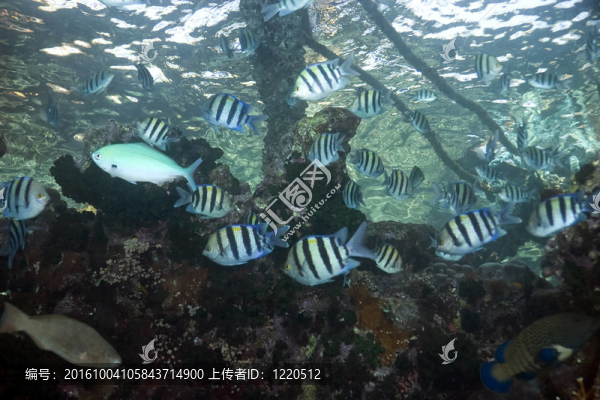 珊瑚和魚