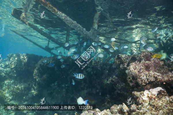 珊瑚和魚