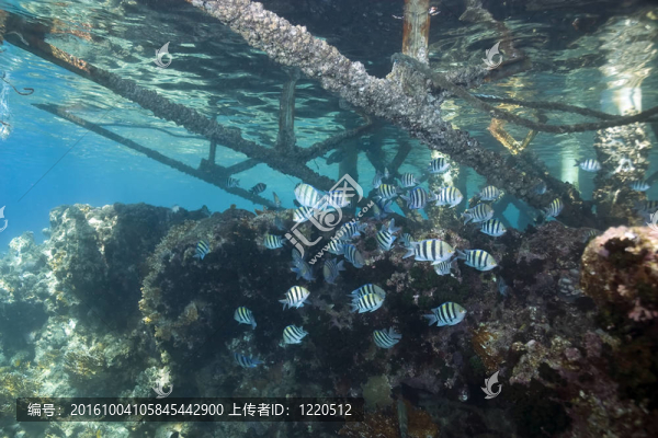 珊瑚和魚