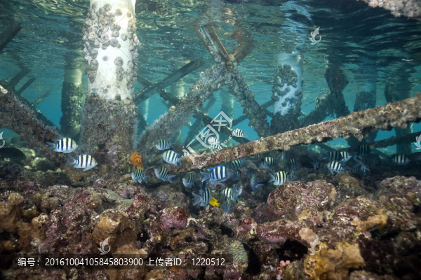 珊瑚和魚