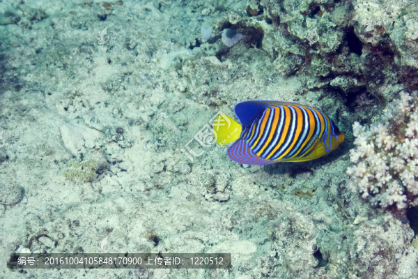 珊瑚和魚