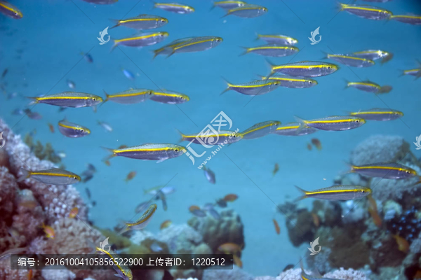 珊瑚和魚
