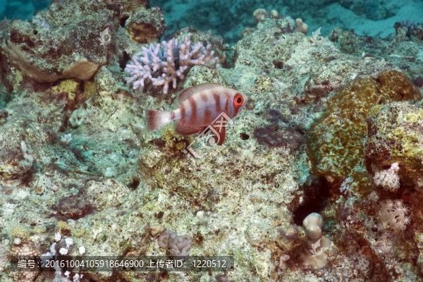 珊瑚和魚