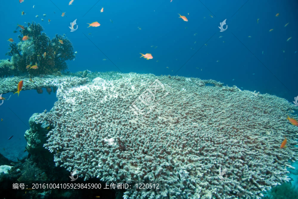 珊瑚和魚