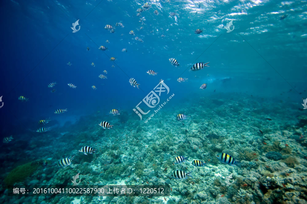 珊瑚和魚