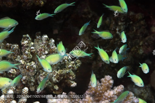 珊瑚和藍(lán)鰓魚(yú)