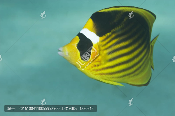 月斑蝴蝶魚