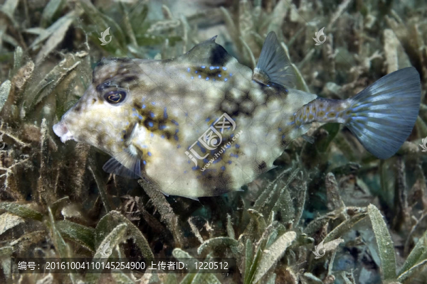 刺魚Boxfish