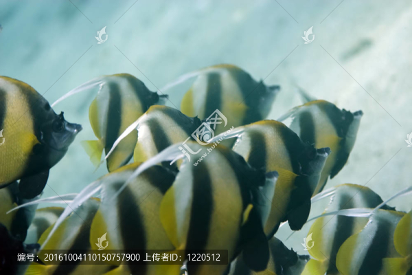 鰭魚