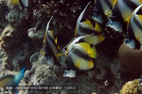 鰭魚(yú)