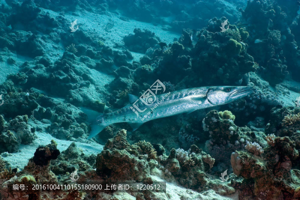 大梭魚