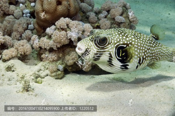 河豚魚