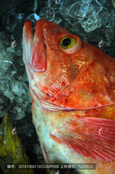 冰鮮魚