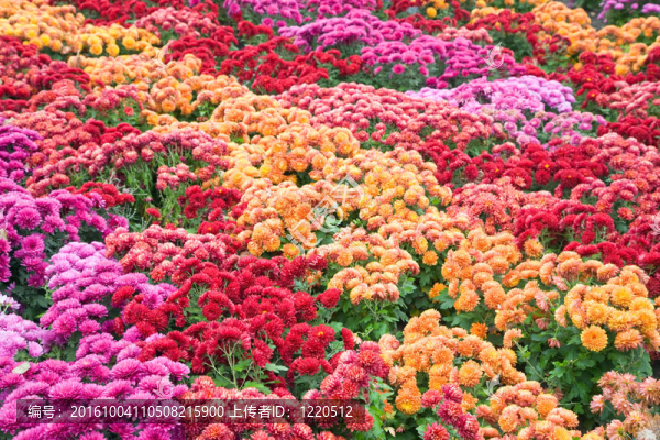菊花好