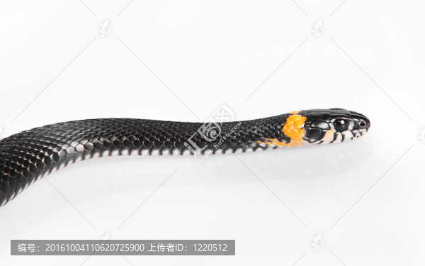 蛇
