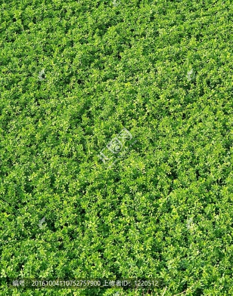綠葉背景