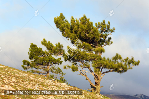 松樹