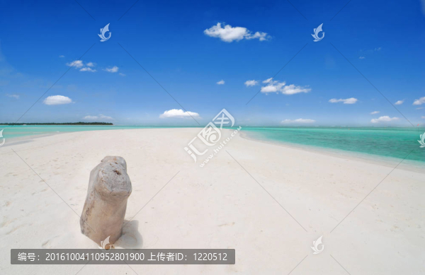 熱帶海灘和樹干
