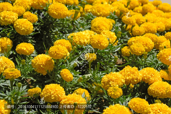 金盞花田