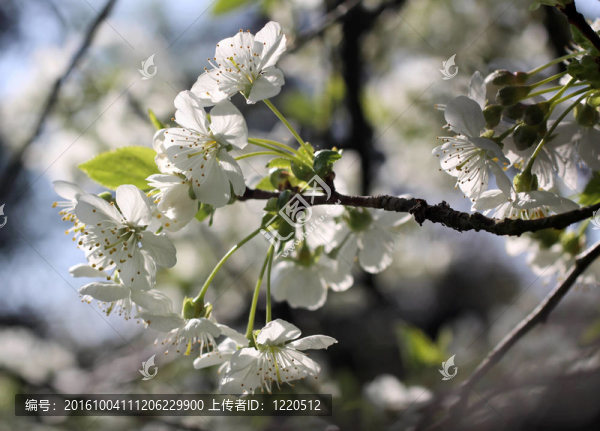 櫻花